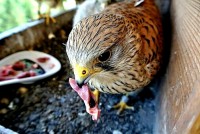 /album/a12-6-2013/detail-maminy-jpg1/